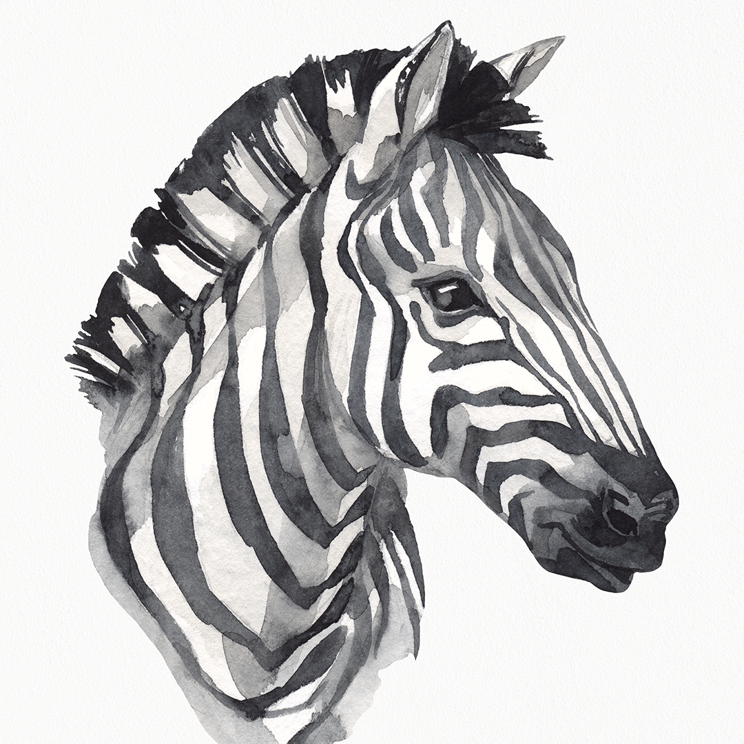 Plakat Zebra - Kolekcja Safari